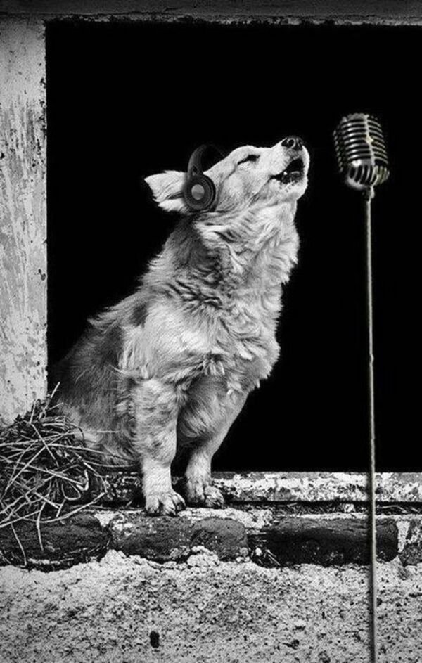 Cute And Funny Dogs (27 pics)