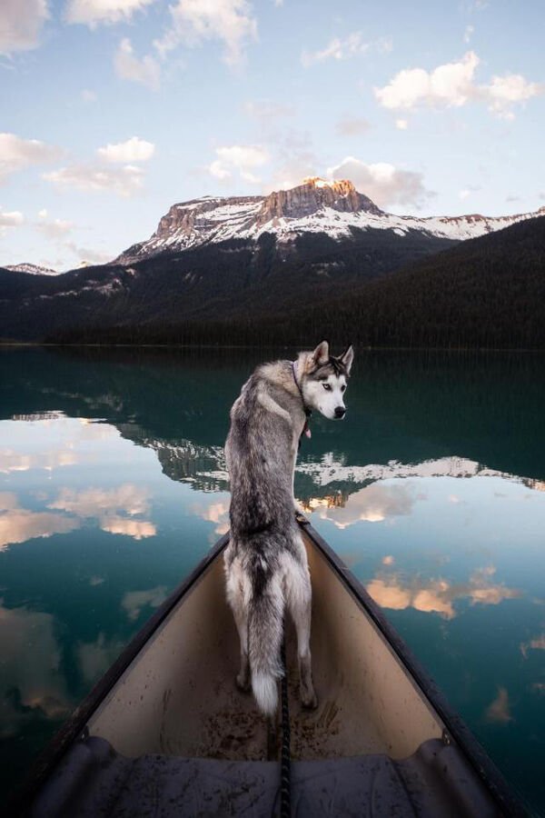 Cute And Funny Dogs (27 pics)