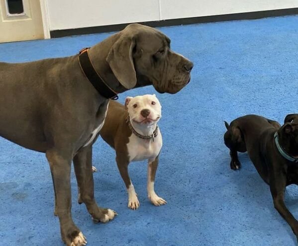 Cute And Funny Dogs (27 pics)