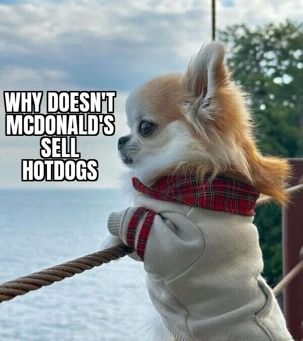 Cute And Funny Dogs (27 pics)