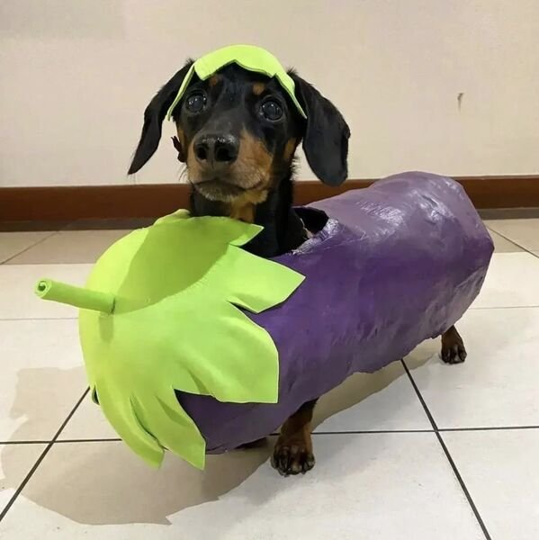 Cute And Funny Dogs (27 pics)