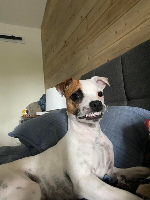 Cute And Funny Dogs (27 pics)