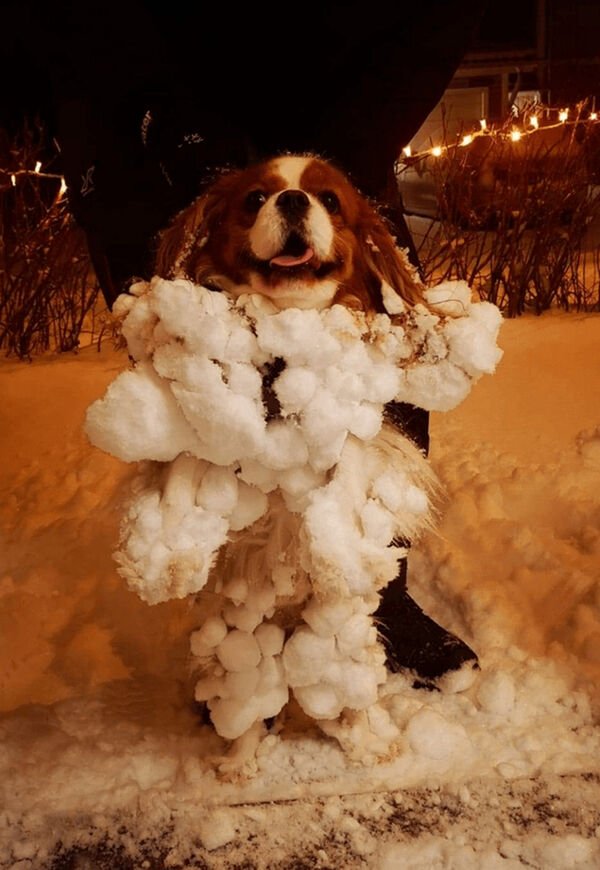 Cute And Funny Dogs (27 pics)