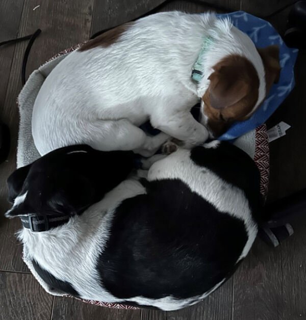 Cute And Funny Dogs (27 pics)