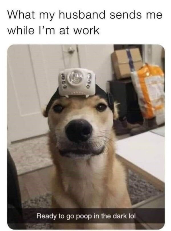 Cute And Funny Dogs (27 pics)