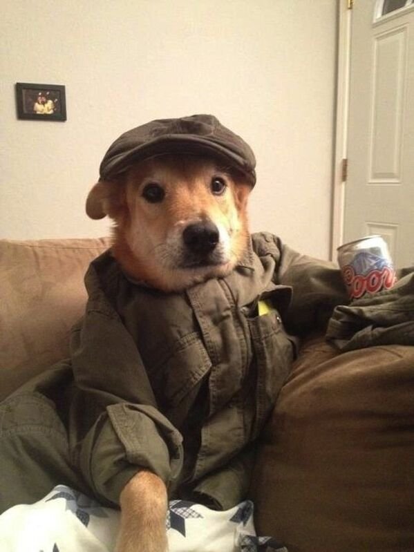 Cute And Funny Dogs (27 pics)