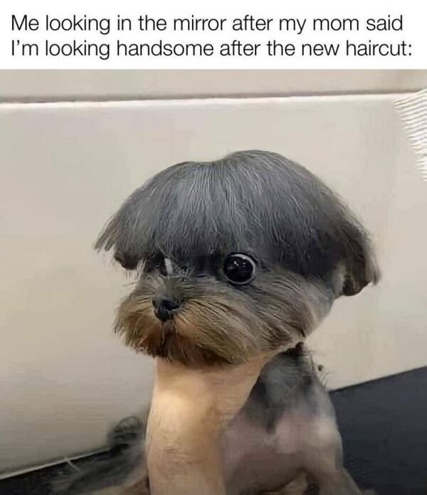 Cute And Funny Dogs (27 pics)