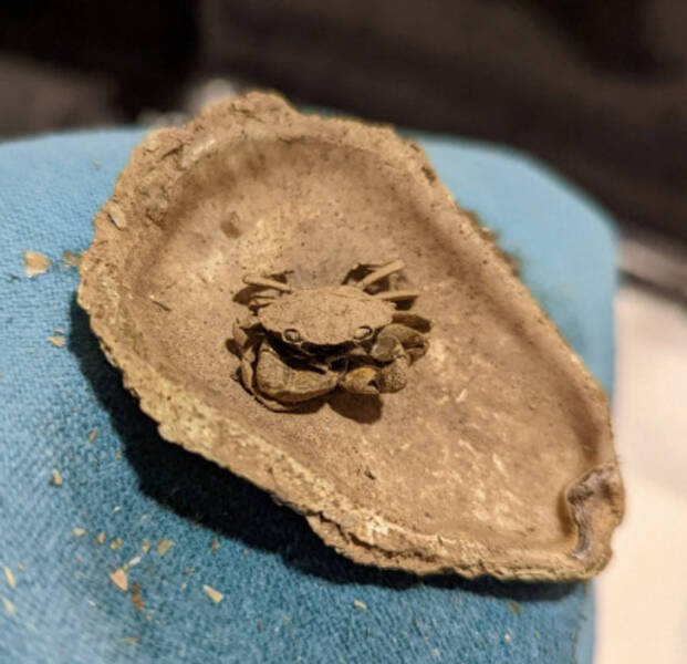 Unusual Finds (27 pics)