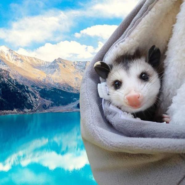 Funny And Cute Opossums (39 pics)