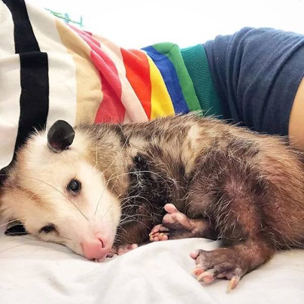 Funny And Cute Opossums (39 pics)
