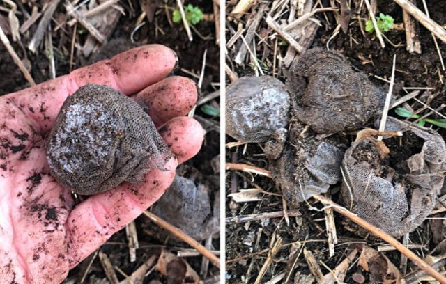 What Are These Things? (29 pics)