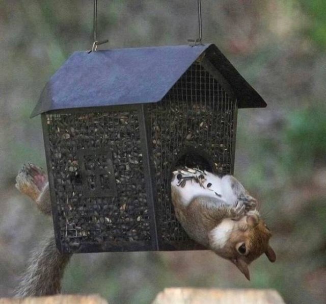Funny Animals (52 pics)