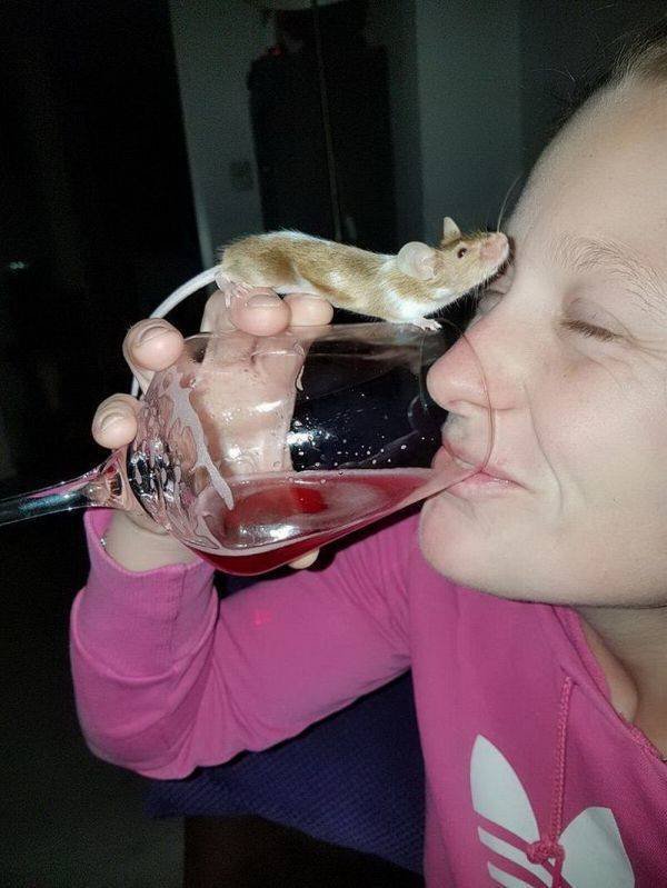 Funny Animals (52 pics)