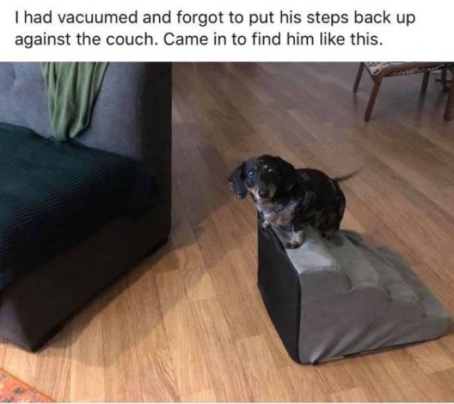 Funny Animals (52 pics)