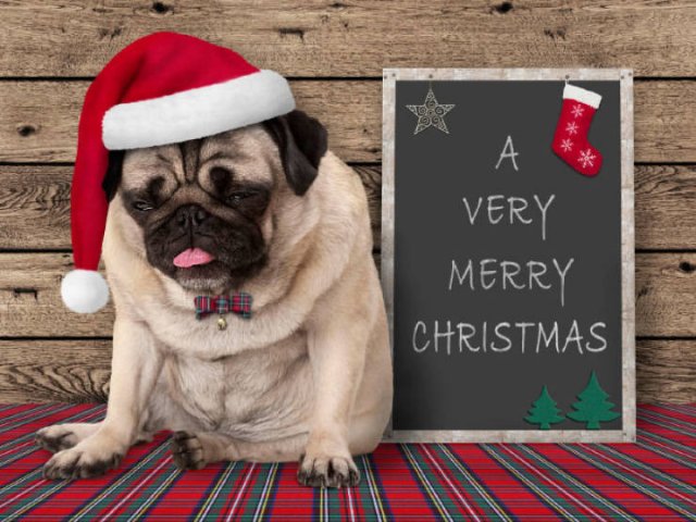 Christmas Pets (21 pics)