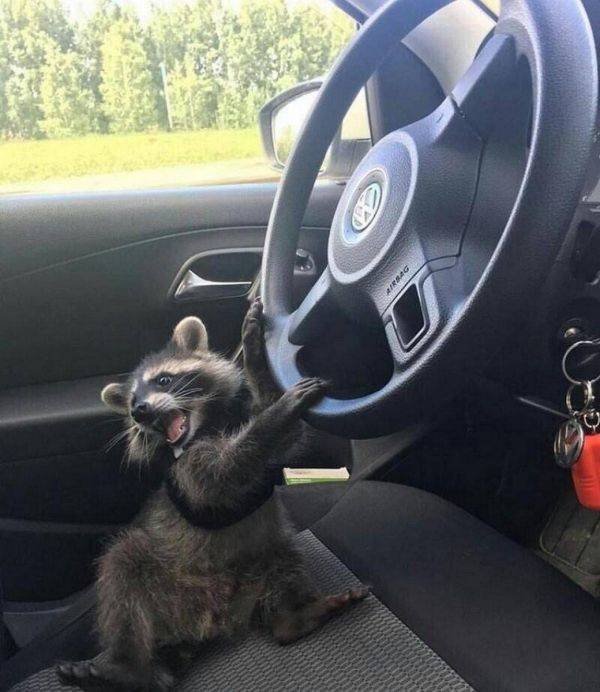 Funny Animals (52 pics)