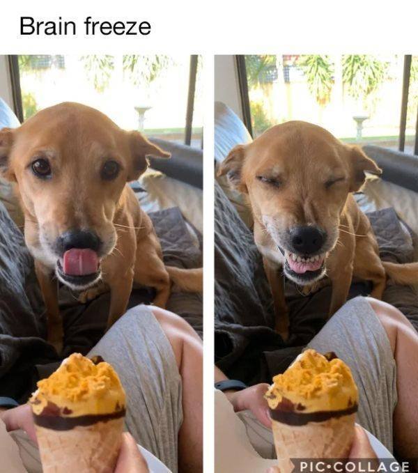 Funny Animals (52 pics)