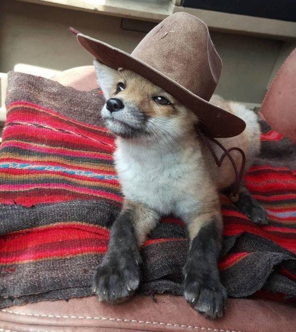 Funny Animals (52 pics)