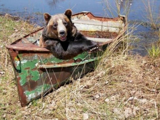 Funny Animals (52 pics)