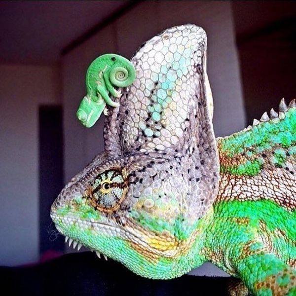 Funny Animals (52 pics)