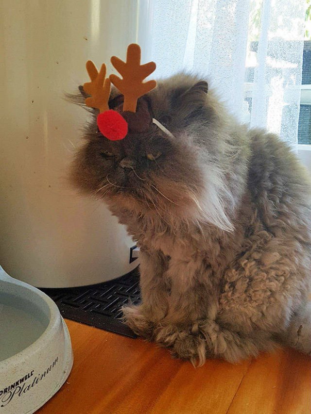 Christmas Pets (21 pics)