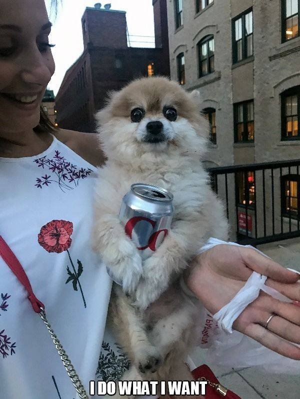 Funny Animals (52 pics)