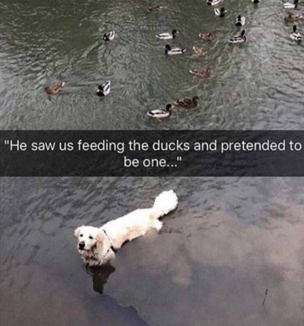 Funny Animals (52 pics)