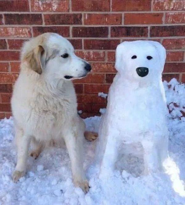 Funny Animals (52 pics)