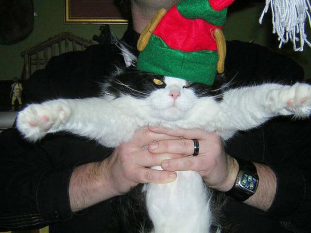 Christmas Pets (21 pics)