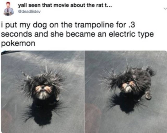 Funny Animals (52 pics)