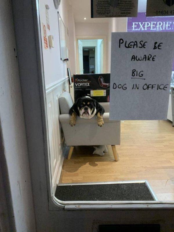 Funny Animals (52 pics)