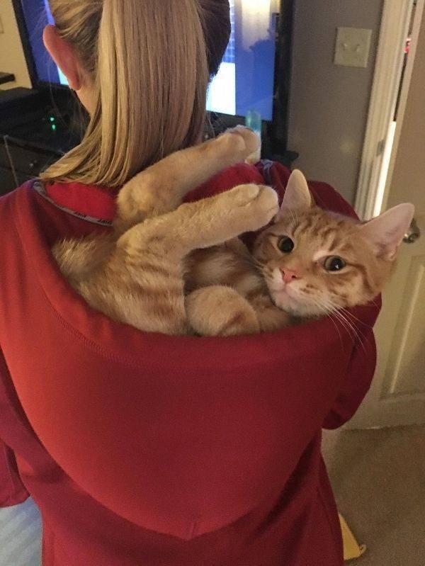 Funny Animals (52 pics)