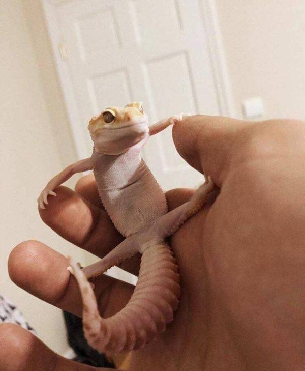 Funny Animals (52 pics)