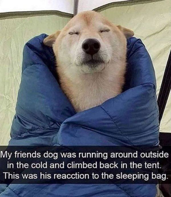 Funny Animals (52 pics)