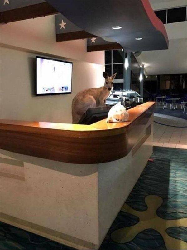 Funny Animals (52 pics)