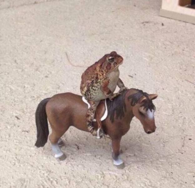 Funny Animals (52 pics)