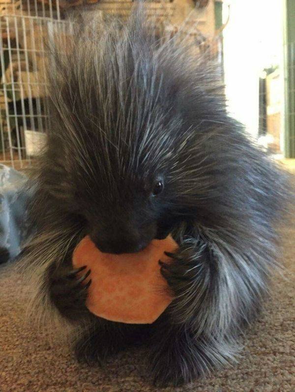 Funny Animals (52 pics)