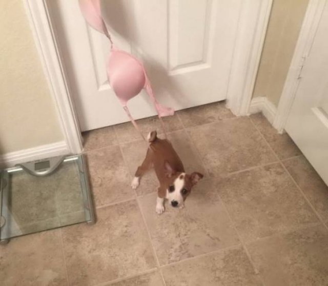 Funny Animals (52 pics)