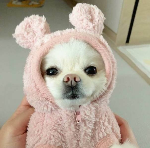 Funny Animals (52 pics)