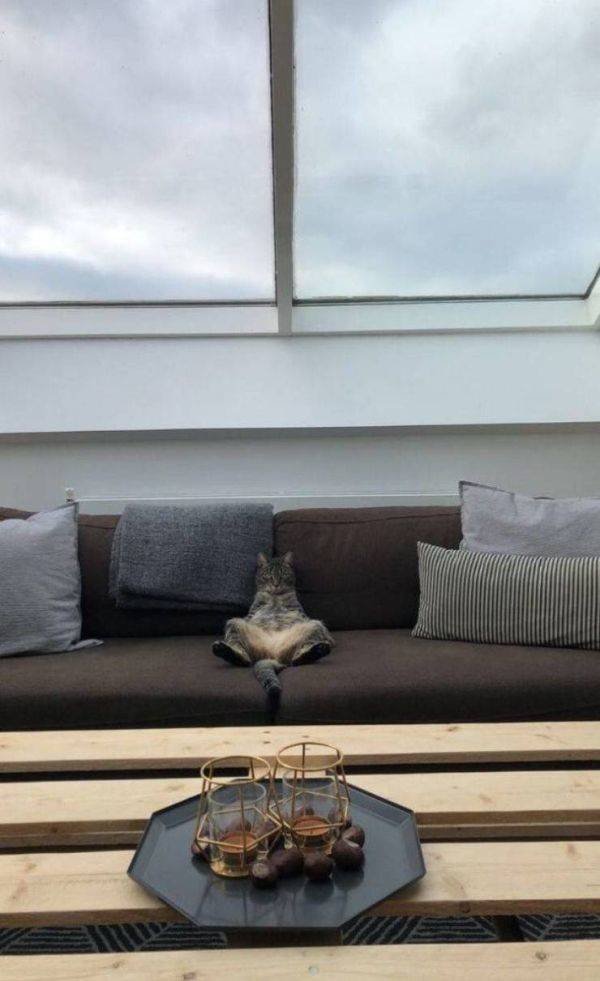 Funny Animals (52 pics)