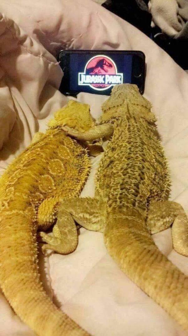 Funny Animals (52 pics)