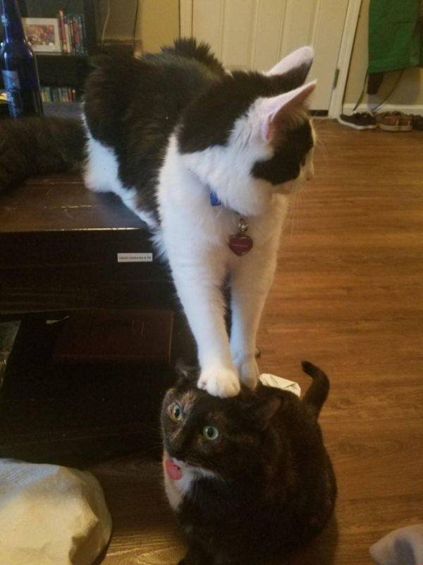 Funny Animals (52 pics)