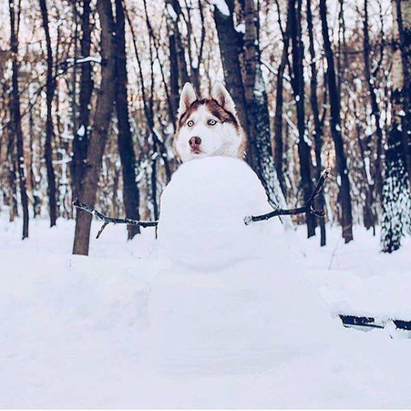 Funny Animals (52 pics)