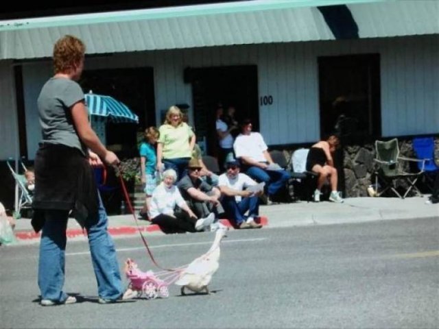 Funny Animals (52 pics)