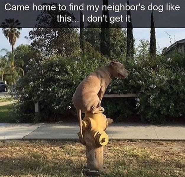 Funny Animals (52 pics)