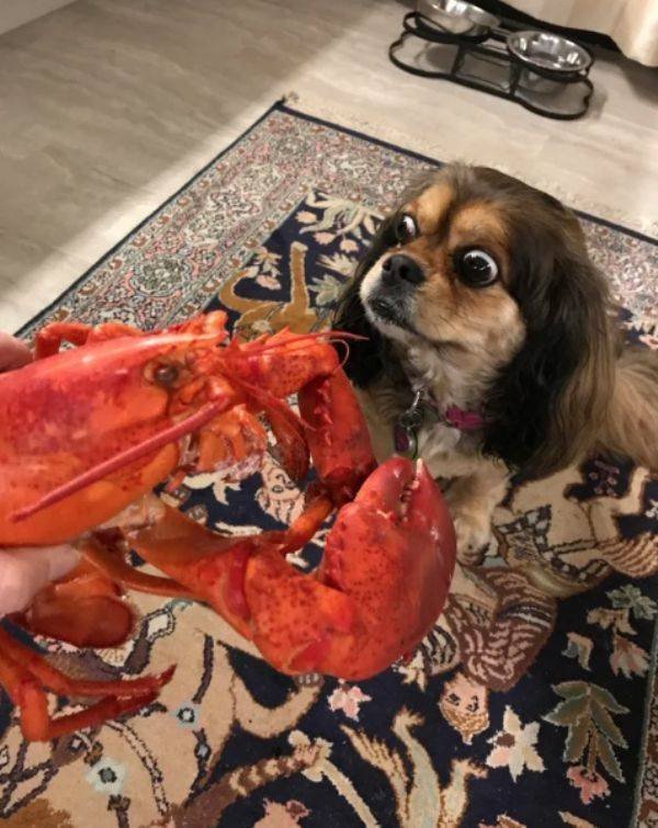 Funny Animals (52 pics)