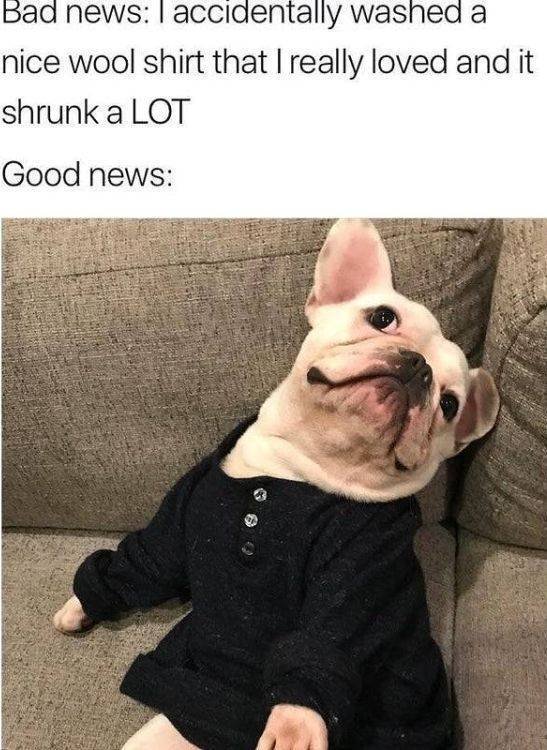 Funny Animals (52 pics)