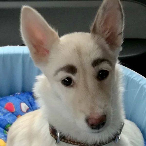 Funny Animals (52 pics)