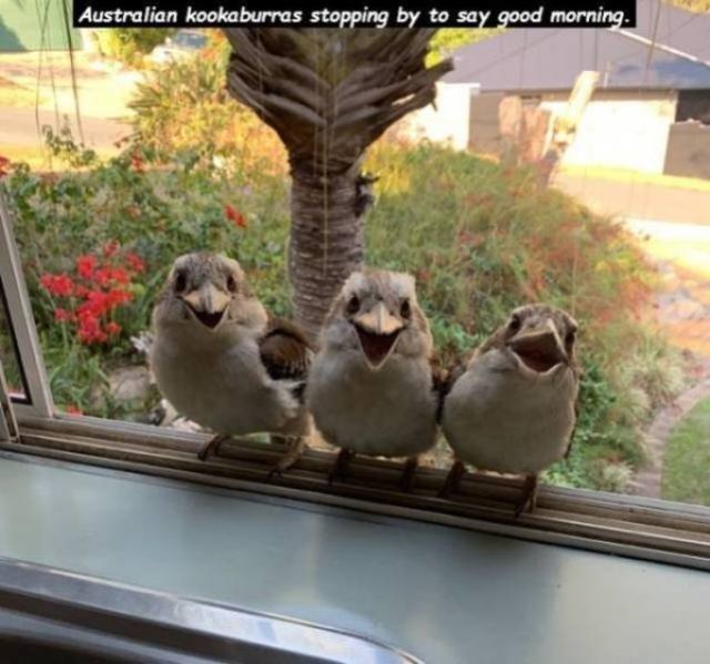Funny Animals (52 pics)