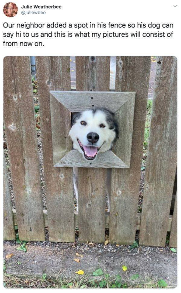 Funny Animals (52 pics)